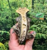 Magazoo Harlequin Pinstripe Crested Gecko, Male, 8 years old / 2nd Chance - Adoption