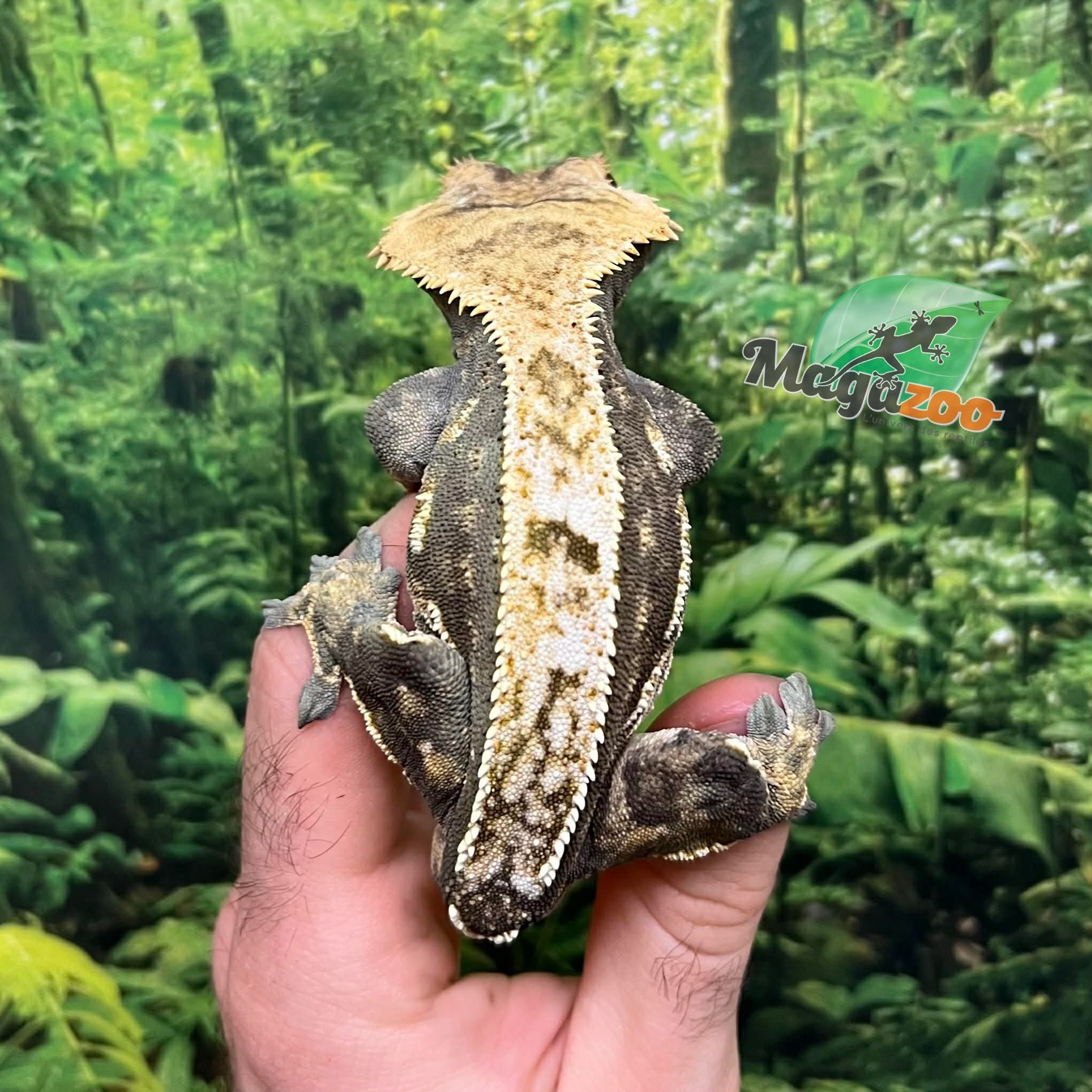 Magazoo Harlequin Pinstripe Crested Gecko, Male, 8 years old / 2nd Chance - Adoption