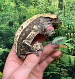 Magazoo Harlequin Pinstripe Crested Gecko, Male, 8 years old / 2nd Chance - Adoption