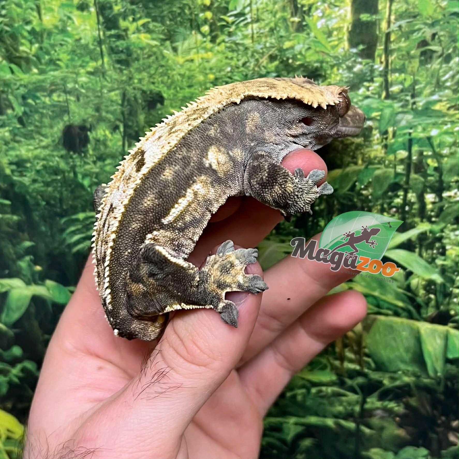 Magazoo Harlequin Pinstripe Crested Gecko, Male, 8 years old / 2nd Chance - Adoption