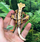 Magazoo Gecko à crête Harlequin #2 Mâle Juvénile