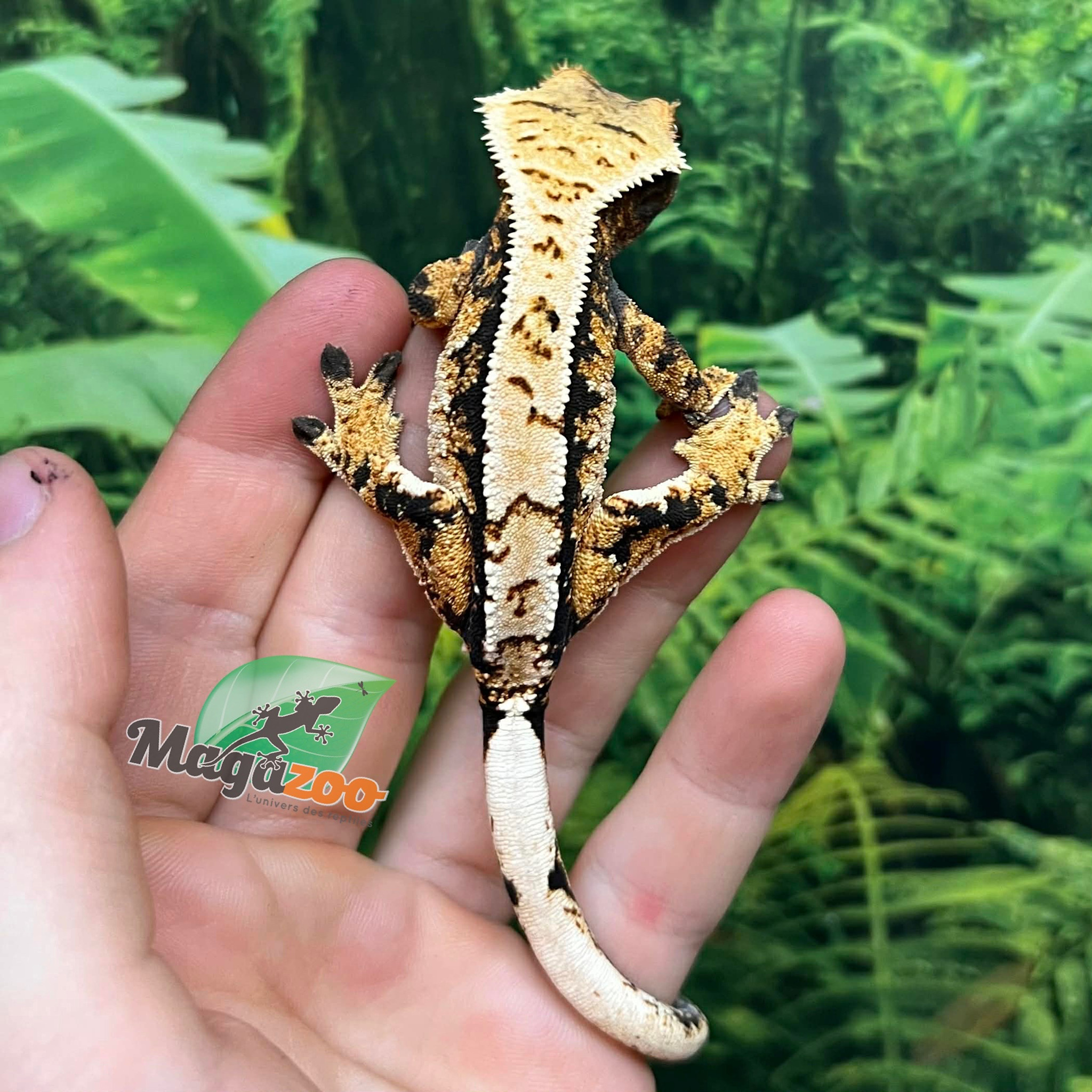 Magazoo Male juvenile Harlequin Crested gecko #2