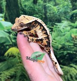 Magazoo Male juvenile Harlequin Crested gecko #2