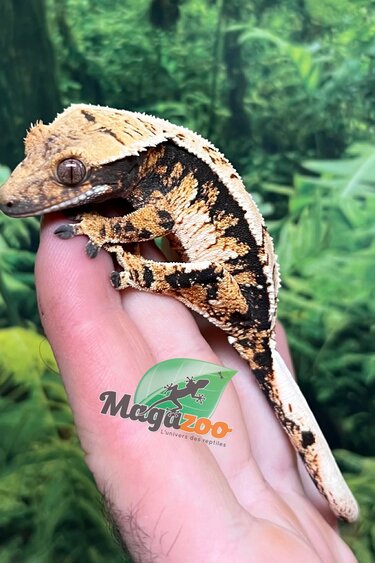 Magazoo Gecko à crête Harlequin #2 Mâle Juvénile