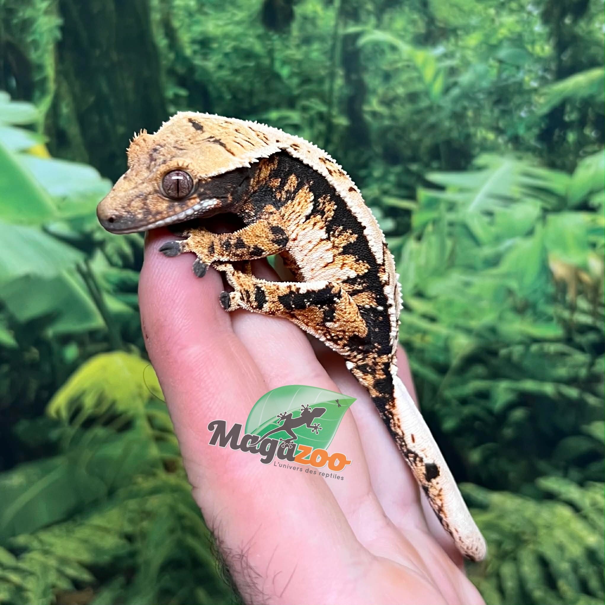 Magazoo Gecko à crête Harlequin #2 Mâle Juvénile