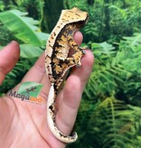 Magazoo Gecko à crête Harlequin #2 Mâle Juvénile