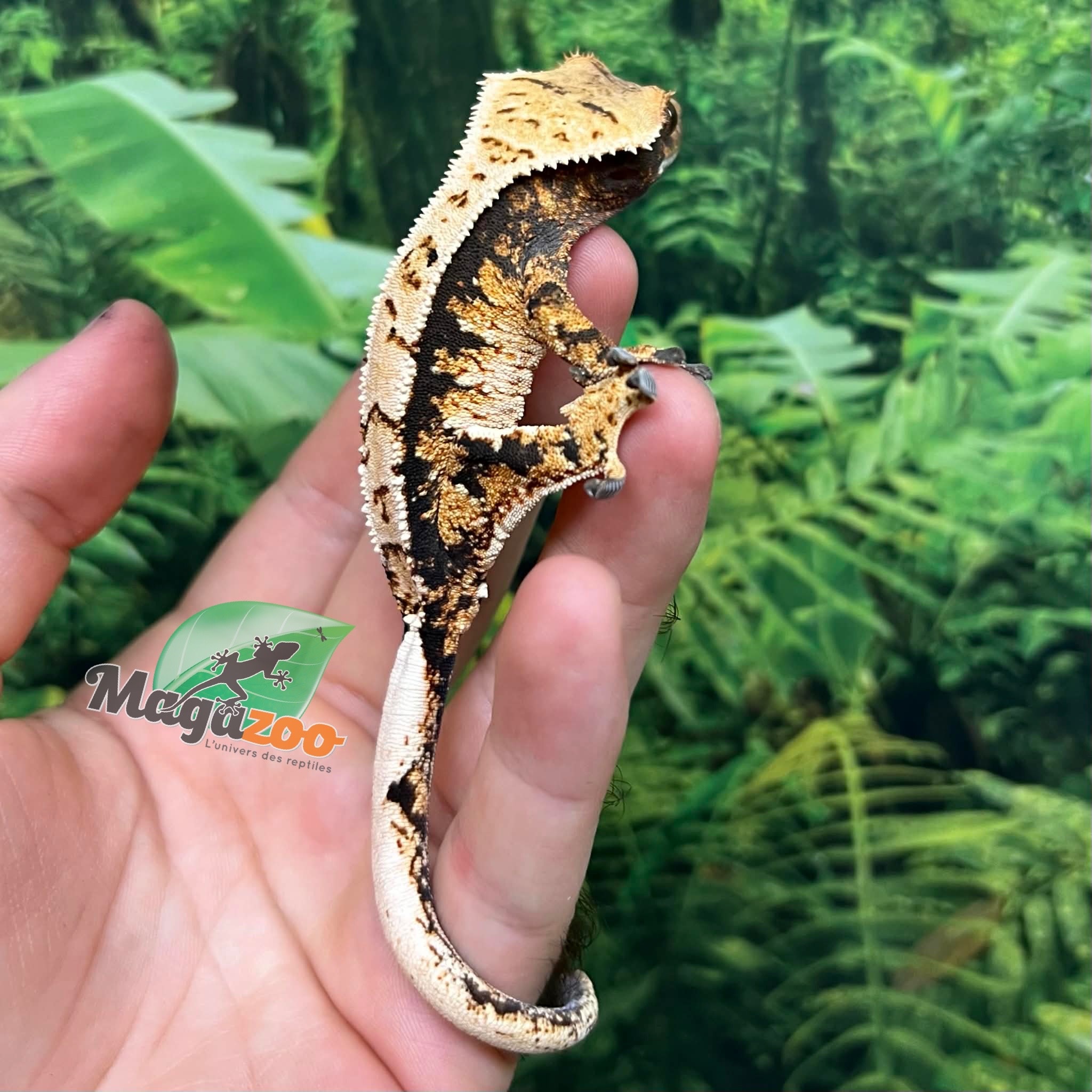 Magazoo Male juvenile Harlequin Crested gecko #2