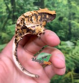 Magazoo Male Juvenile Harlequin Crested gecko #3