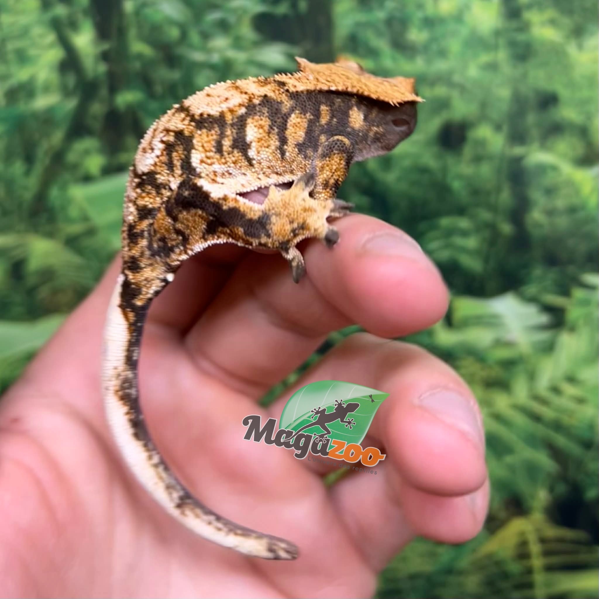 Magazoo Gecko à crête Harlequin #3 Mâle Juvénile