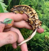 Magazoo Male Juvenile Harlequin Crested gecko #3