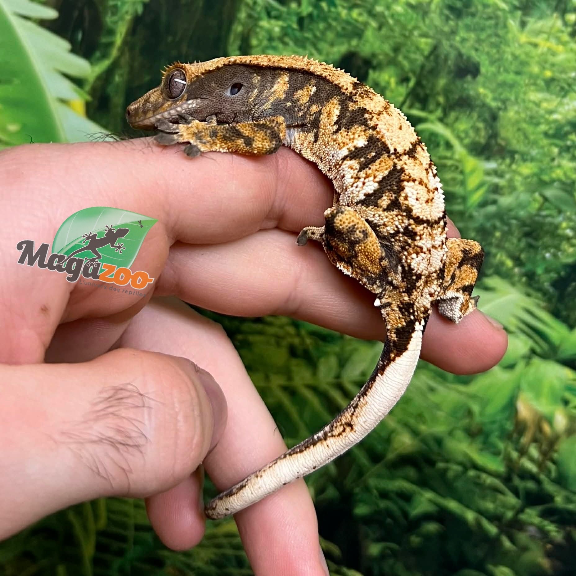 Magazoo Gecko à crête Harlequin #3 Mâle Juvénile