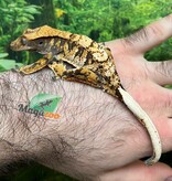 Magazoo Male Juvenile Harlequin Crested gecko #3