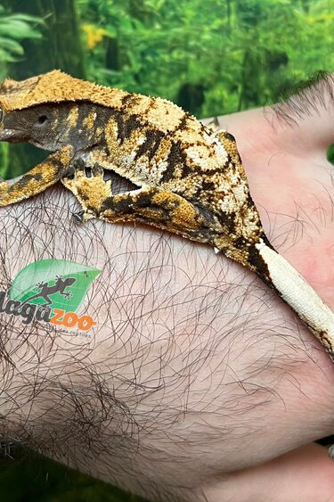 Magazoo Male Juvenile Harlequin Crested gecko #3