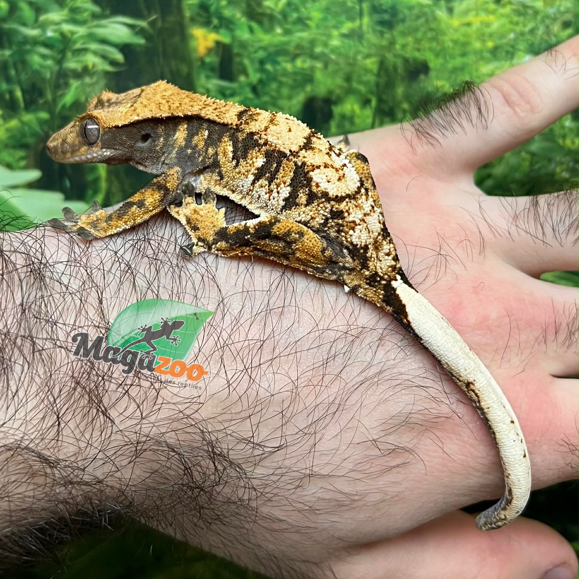 Magazoo Gecko à crête Harlequin #3 Mâle Juvénile