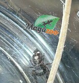 Magazoo Araignée sauteuse  / Phiddipus regius 'Peach' Mâle