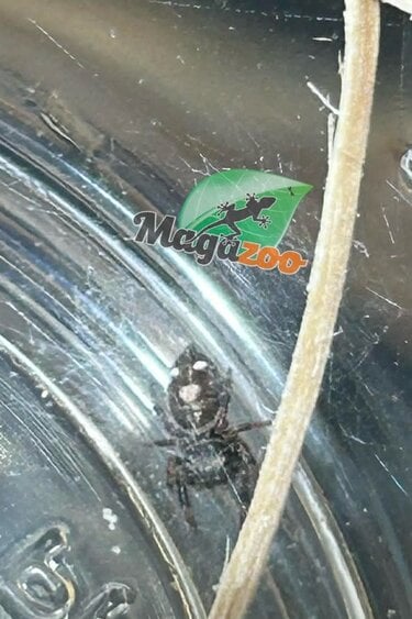 Magazoo Araignée sauteuse  / Phiddipus regius 'Peach' Mâle