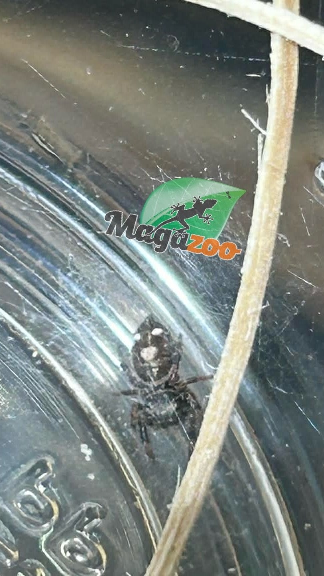 Magazoo Male Jumping spider / Phiddipus regius 'Peach'