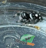 Magazoo Araignée sauteuse  / Phiddipus regius 'Peach' Mâle