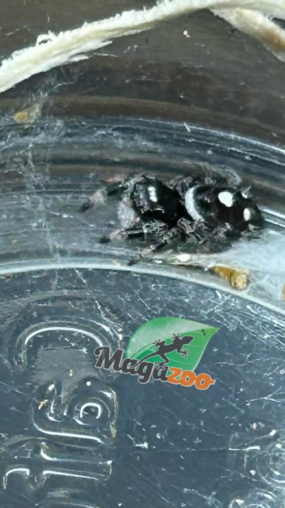 Magazoo Araignée sauteuse  / Phiddipus regius 'Peach' Mâle