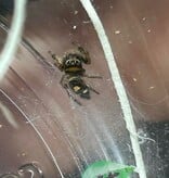 Magazoo Female Jumping spider  / Phiddipus regius 'Dark Orange'