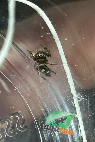 Magazoo Female Jumping spider  / Phiddipus regius 'Dark Orange'