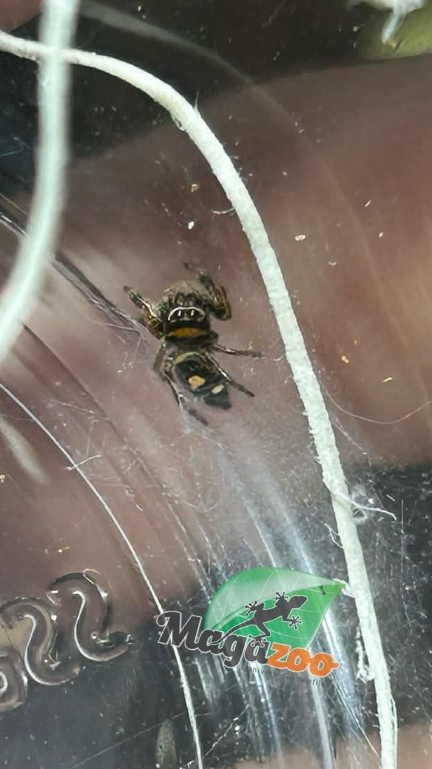 Magazoo Araignée sauteuse  / Phiddipus regius 'Dark Orange' Femelle