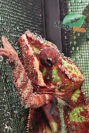 Magazoo Male Ambilobe Panther chameleon Born in August 2025