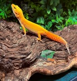 Magazoo Gecko léopard Super Hypo Tangerine Carrot Tail Baldy Femelle 21/09/25