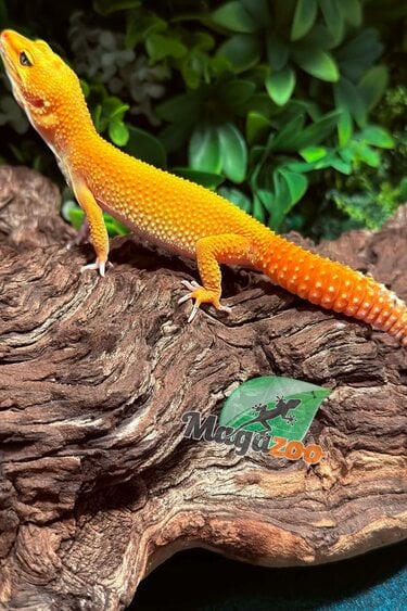 Magazoo Female Super Hypo Tangerine Carrot Tail Baldy Leopard Gecko 09/21/25