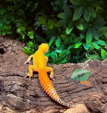 Magazoo Female Super Hypo Tangerine Carrot Tail Baldy Leopard Gecko 09/21/25