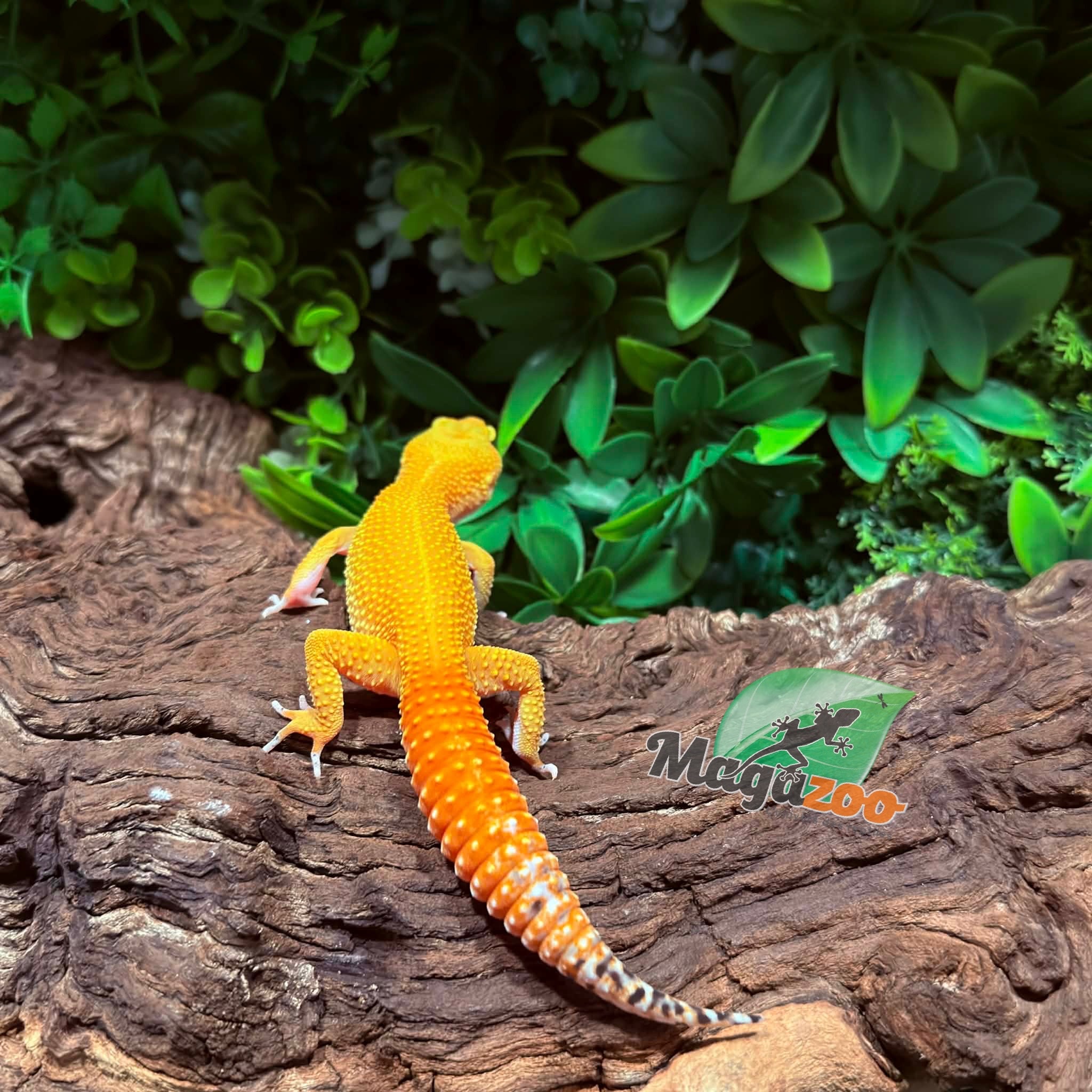 Magazoo Female Super Hypo Tangerine Carrot Tail Baldy Leopard Gecko 09/21/25