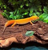 Magazoo Female Super Hypo Tangerine Carrot Tail Baldy Leopard Gecko 09/21/25