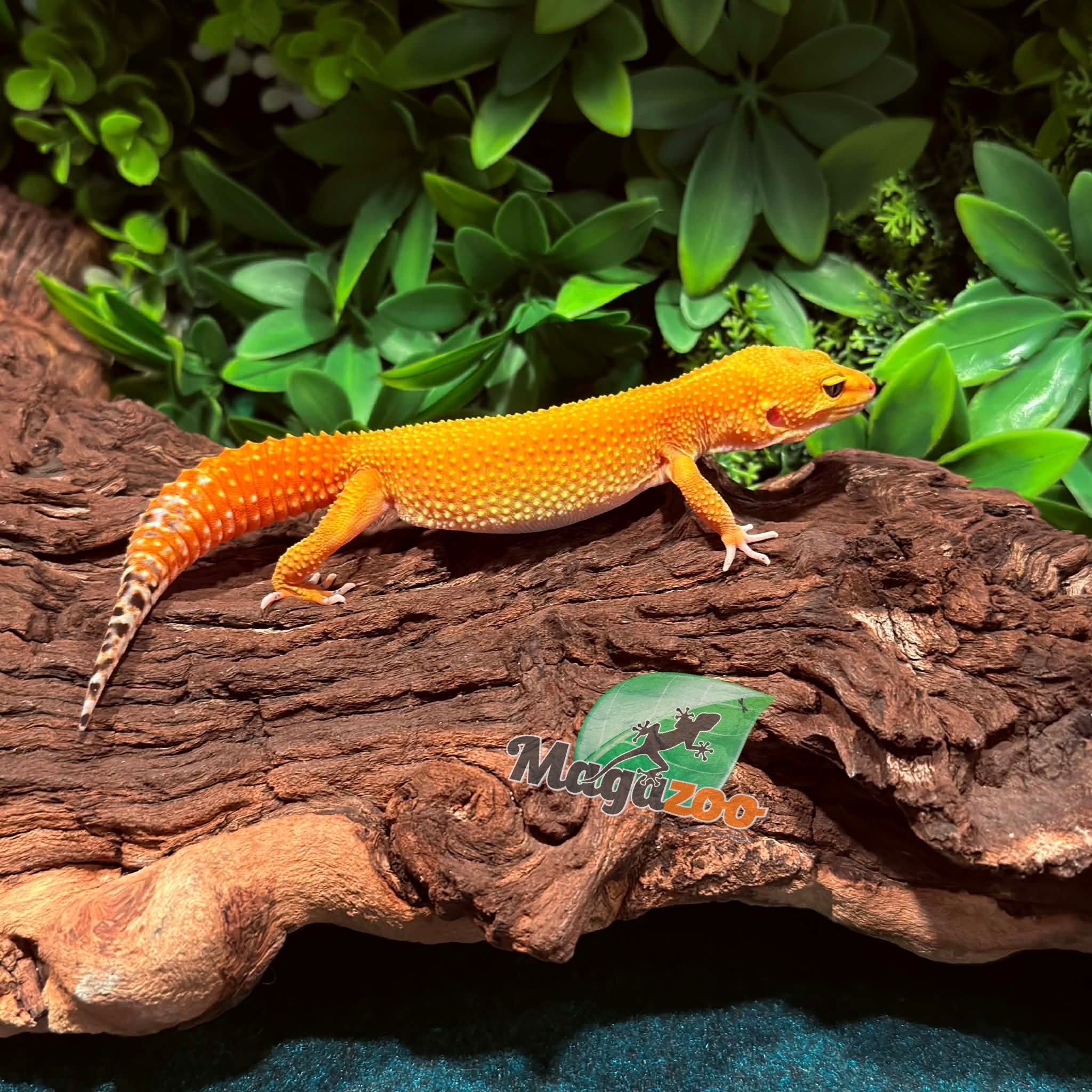 Magazoo Gecko léopard Super Hypo Tangerine Carrot Tail Baldy Femelle 21/09/25