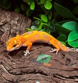 Magazoo Female Bandit Emerine Leopard Gecko 02/07/26