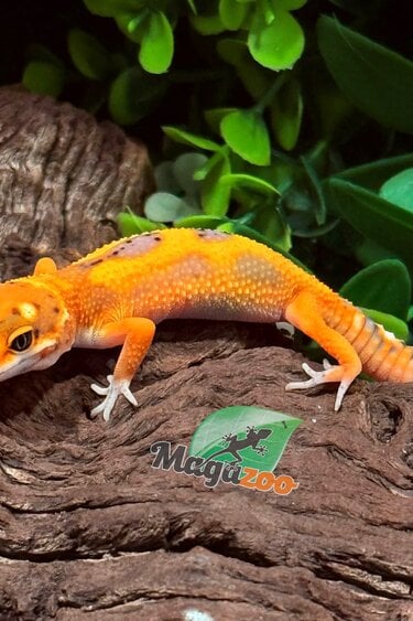 Magazoo Gecko léopard Bandit Emerine femelle 07/02/26