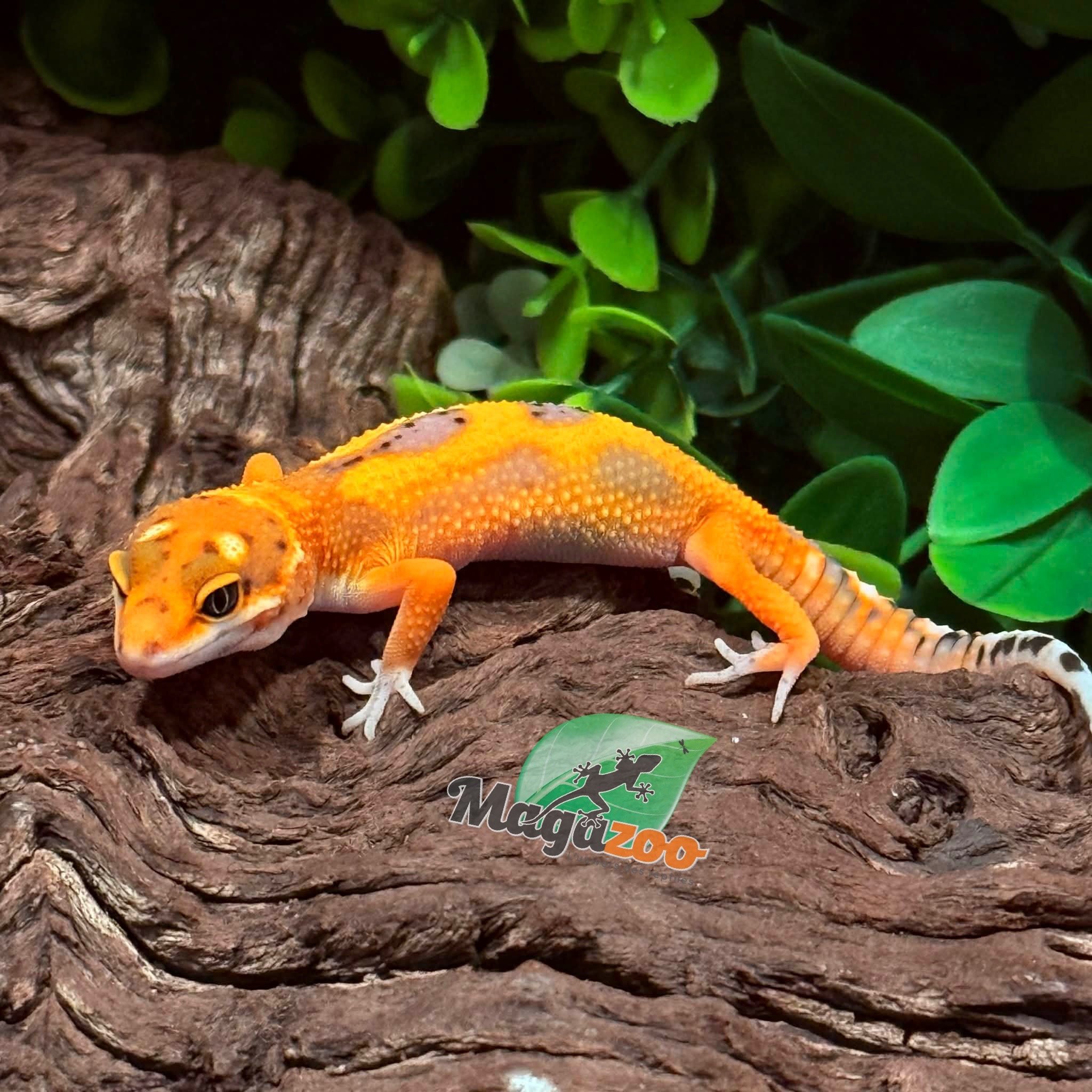 Magazoo Female Bandit Emerine Leopard Gecko 02/07/26