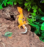 Magazoo Female Bandit Emerine Leopard Gecko 02/07/26