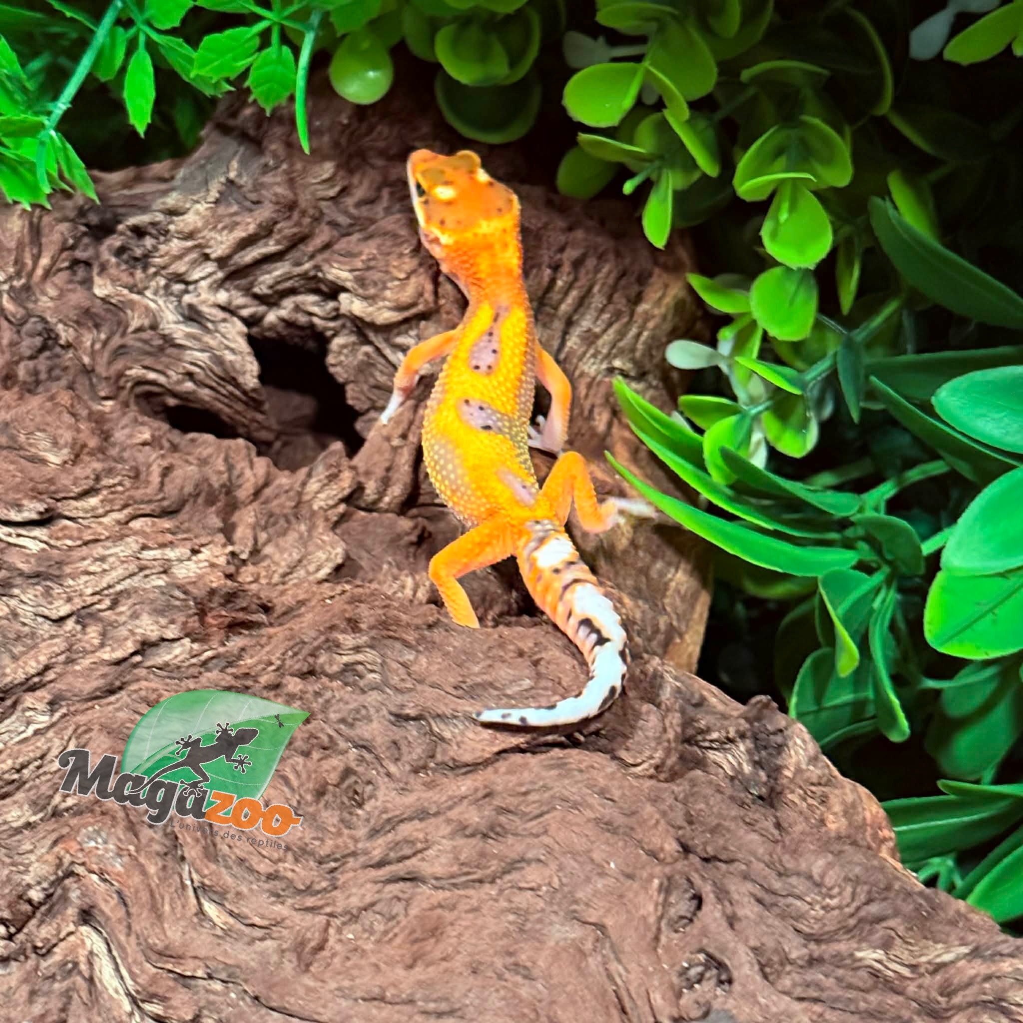 Magazoo Female Bandit Emerine Leopard Gecko 02/07/26