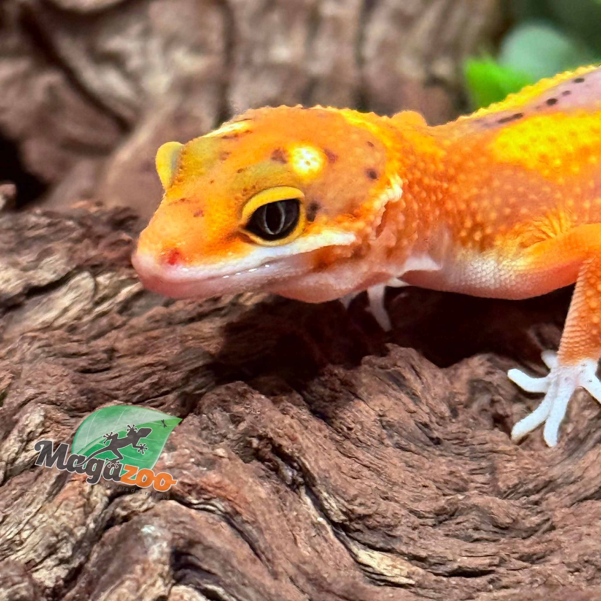 Magazoo Female Bandit Emerine Leopard Gecko 02/07/26