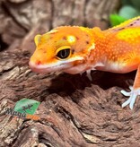 Magazoo Gecko léopard Bandit Emerine femelle 07/02/26