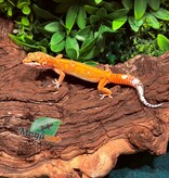 Magazoo Gecko léopard Tangerine Emerine Mâle 29/12/25