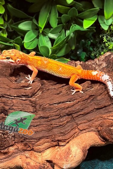 Magazoo Gecko léopard Tangerine Emerine Mâle 29/12/25