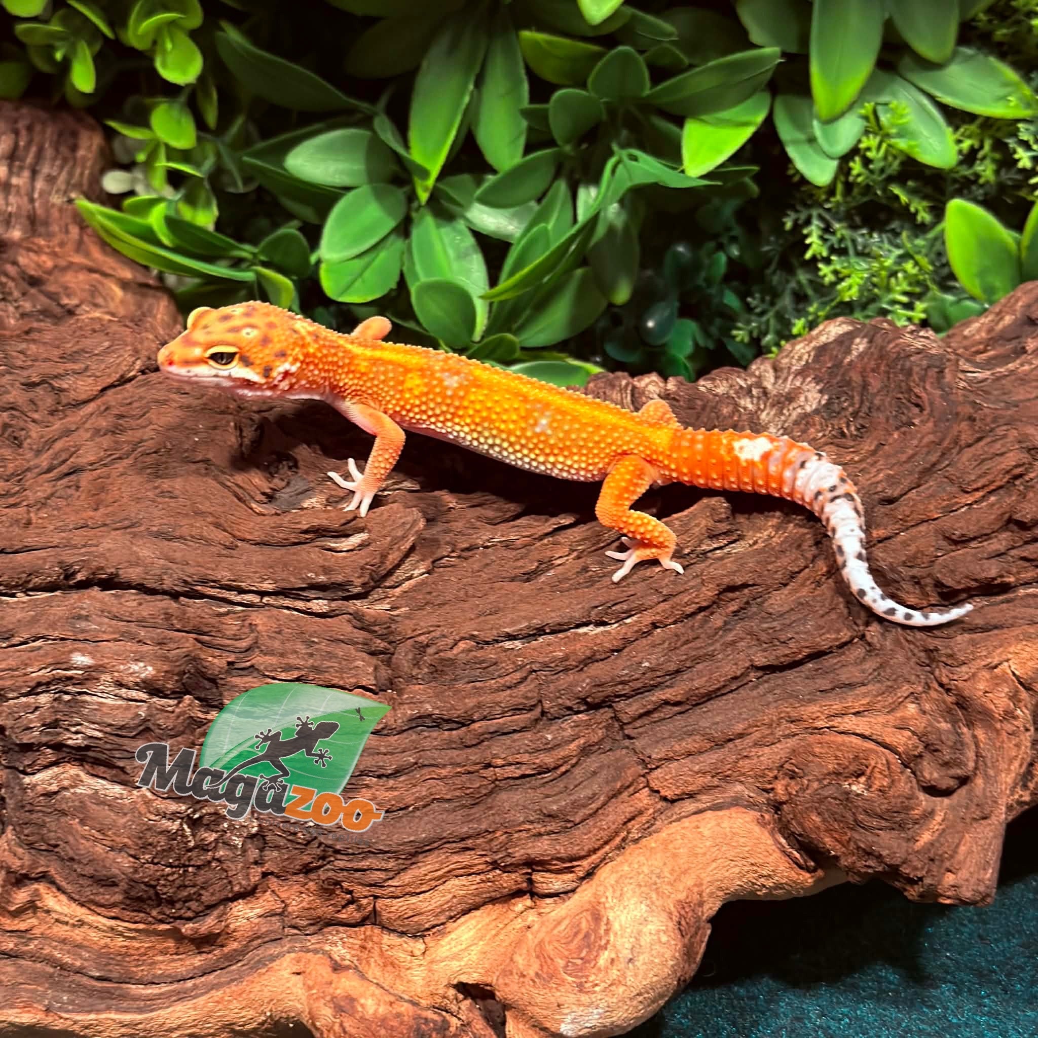 Magazoo Gecko léopard Tangerine Emerine Mâle 29/12/25