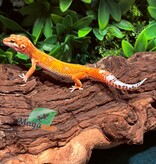 Magazoo Male Tangerine Emerine Leopard Gecko 12/29/25