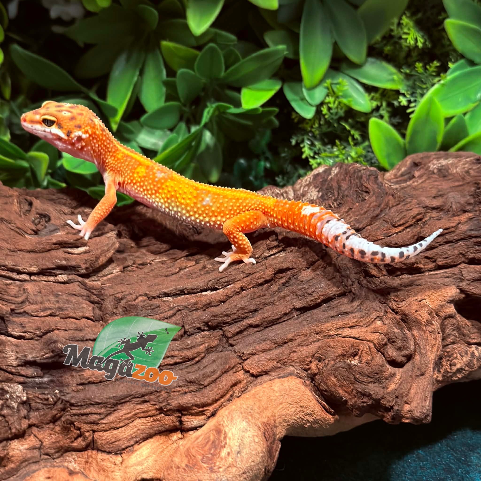 Magazoo Gecko léopard Tangerine Emerine Mâle 29/12/25