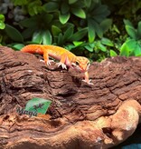 Magazoo Gecko léopard Tangerine Emerine Mâle 29/12/25