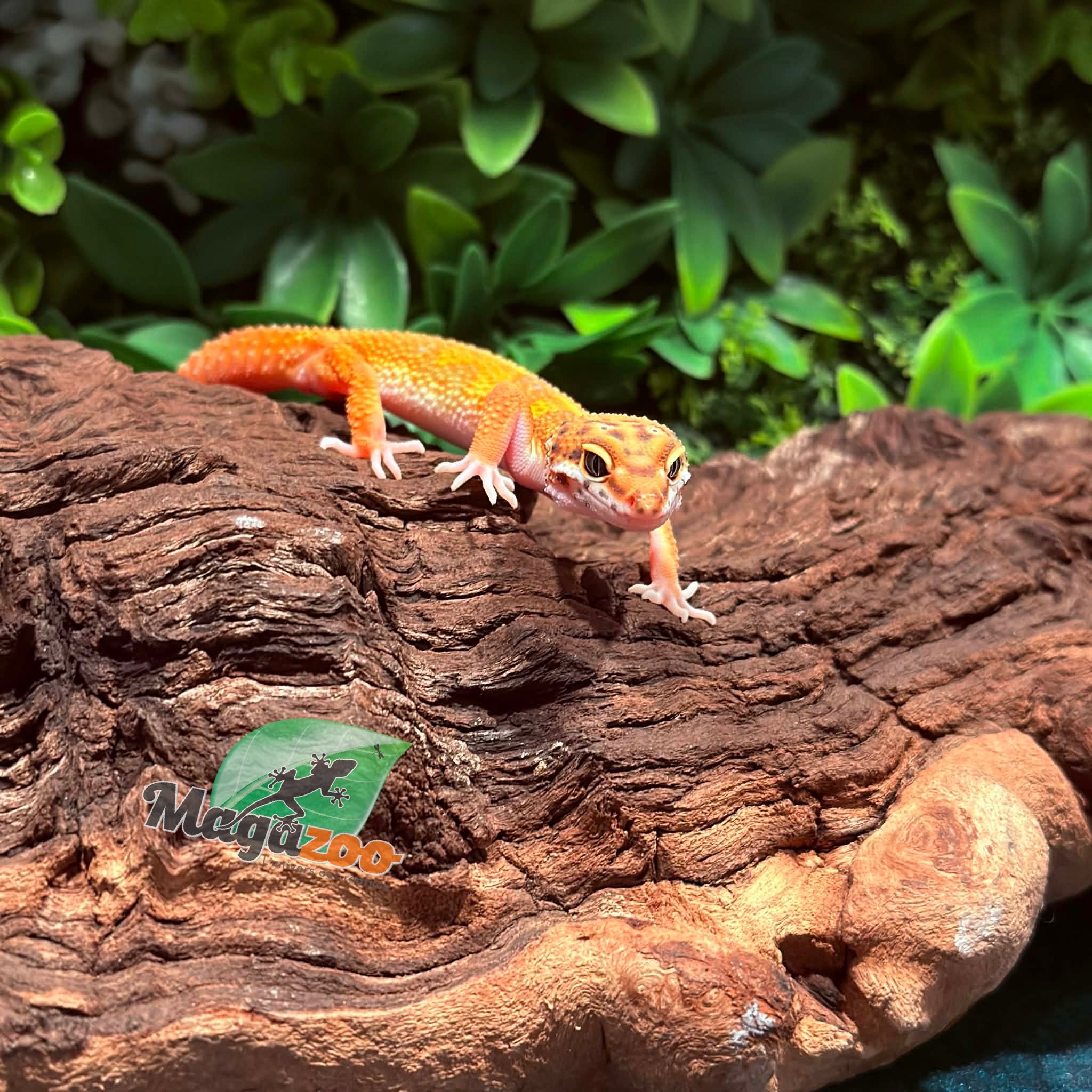 Magazoo Gecko léopard Tangerine Emerine Mâle 29/12/25