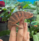 Magazoo Female Ambilobe Panther Chameleon (October 2025) #4