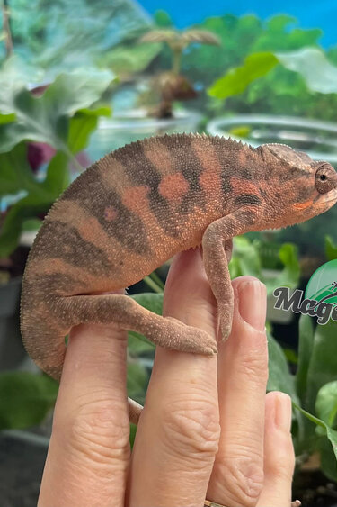 Magazoo Female Ambilobe Panther Chameleon (October 2025) #4