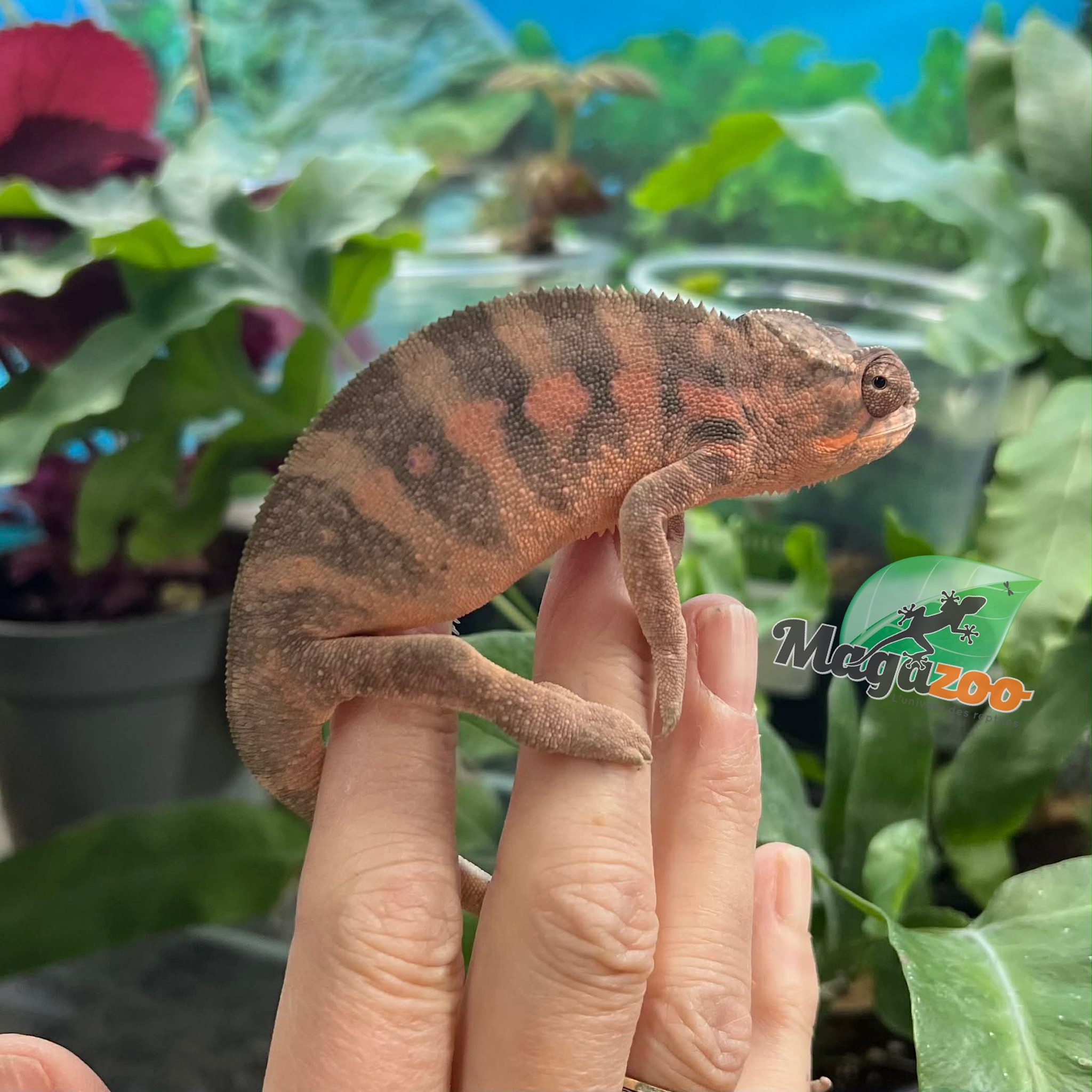 Magazoo Female Ambilobe Panther Chameleon (October 2025) #4